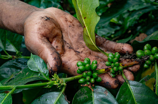 From Farm to Roastery: The Journey of Premium Green Coffee Beans