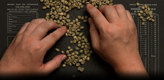 How to Choose the Right Green Coffee Beans for Your Roastery